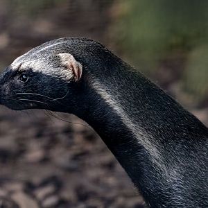 Greater Grison / Hamerton / 20-10-20