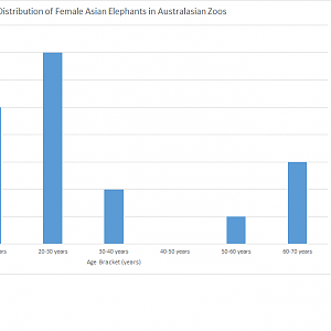 Female Asian Elephants in Australasian Zoos