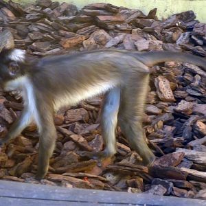 White-naped mangabey (Cercocebus atys lunulatus)