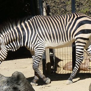 Mountain zebra (Equus zebra hartmannae)
