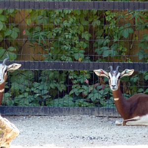 Addra gazelles (Gazella dama mhorr)