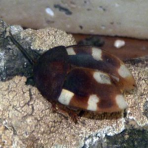 Domino cockroach (Therea petiveriana) (preserved)