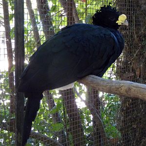 Great curassow (Crax rubra) ♂