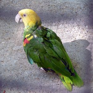 Yellow-headed amazon (Amazona oratrix)
