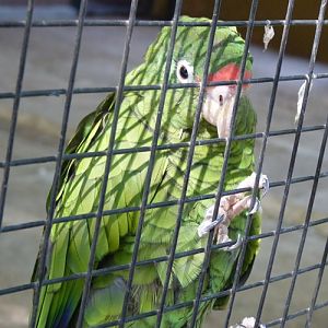 Tucuman amazon (Amazona tucumana)