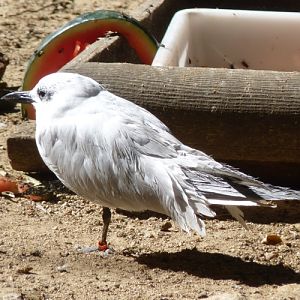 Common gull-billed tern (Gelochelidon nilotica)