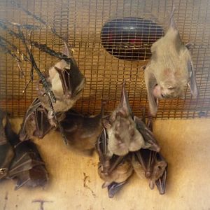 Egyptian fruit bats (Rousettus aegyptiacus)