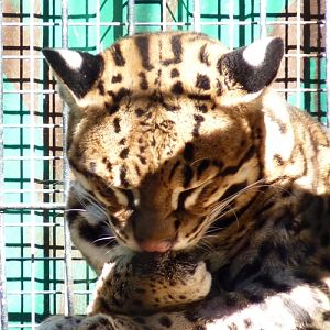 Ocelot (Leopardus pardalis) licking pad