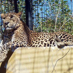 Ceylon leopard (Panthera pardus kotiya)