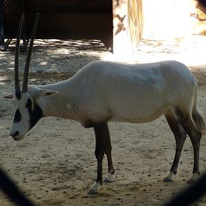 Arabian oryx (Oryx leucoryx)