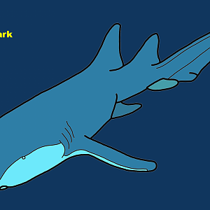 Nurse shark (Ginglymostoma cirratum)