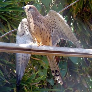 Lesser kestrel (Falco naumanni)