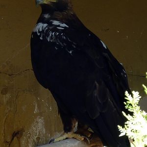 Spanish imperial eagle (Aquila adalberti)