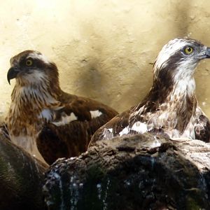 Pair of Eurasian ospreys (Pandion haliaetus haliaetus)