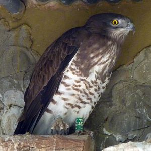 Short-toed eagle (Circaetus gallicus)