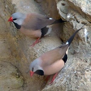 Red-billed long-tailed finches (Poephila acuticauda hecki)