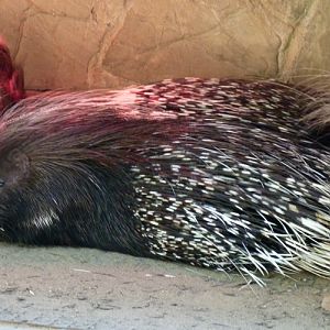 Cape porcupine (Hystrix africaeaustralis)