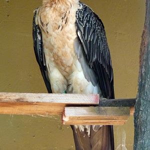Bearded vulture (Gypaetus barbatus)