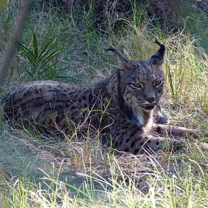 Iberian lynx (Lynx pardinus)