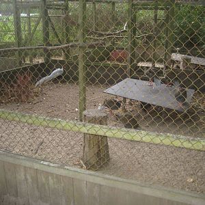 Otterup Andedam - Pheasant aviary #1
