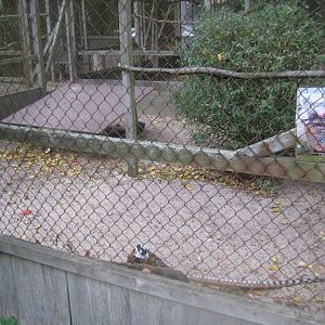 Otterup Andedam - Pheasant aviary #2
