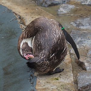 Preening Humboldt penguin (Spheniscus humboldti), 2020-07-14