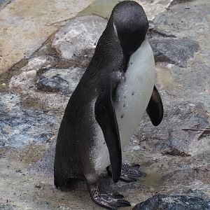 Preening juvenile Humboldt penguin (Spheniscus humboldti), 2020-07-14