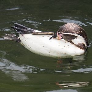 Humboldt penguin (Spheniscus humboldti) swimming and preening, 2020-07-14