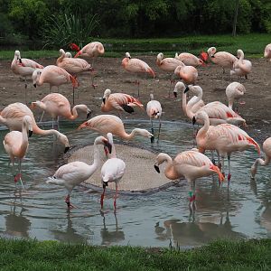 Chilean flamingos (Phoenicopterus chilensis) and Lesser flamingos (Phoeniconaias minor), 2020-07-14