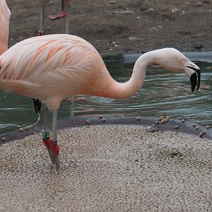 Feeding Chilean flamingo (Phoenicopterus chilensis), 2020-07-14