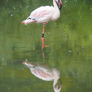 Lesser flamingo (Phoeniconaias minor), 2020-07-14