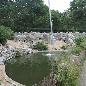 Humboldt penguin exhibit in the South American aviary, 2020-07-14