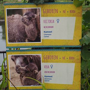 Birth signs Bactrian camels, 2020-07-14