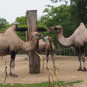 Bactrian camels (Camelus bactrianus), 2020-07-14