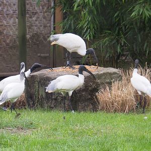 Black-headed ibises (Threskiornis melanocephalus), 2020-07-14