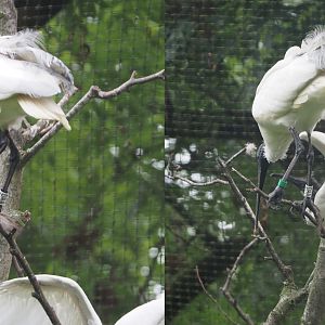 Black-headed ibises (Threskiornis melanocephalus), 2020-07-14