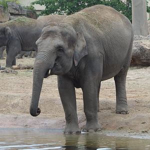Asian elephant (Elephas maximus), 2020-07-14