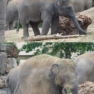 Juvenile Asian elephant (Elephas maximus), 2020-07-14