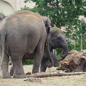 Asian elephants (Elephas maximus), 2020-07-14