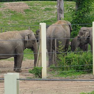 Asian elephants (Elephas maximus), 2020-07-14