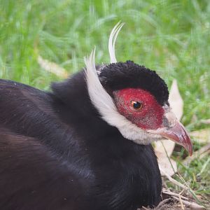 Brown eared pheasant (Crossoptilon mantchuricum), 2020-07-14