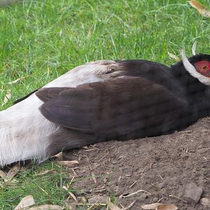 Brown eared pheasant (Crossoptilon mantchuricum), 2020-07-14