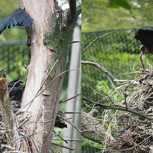 Glossy ibis (Plegadis falcinellus) nest, 2020-07-14