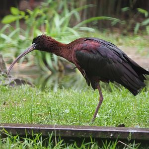 Glossy ibis (Plegadis falcinellus), 2020-07-14