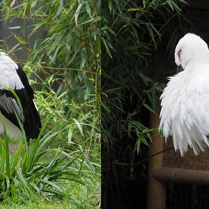 Oriental white storks (Ciconia boyciana), 2020-07-14