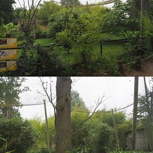 Mixed Asian aviary, 2020-07-14