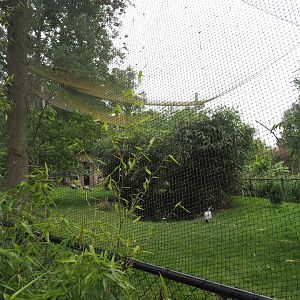 Mixed Asian aviary, 2020-07-14