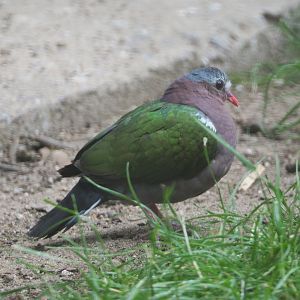 Grey-capped emerald dove (Chalcophaps indica), 2020-07-14