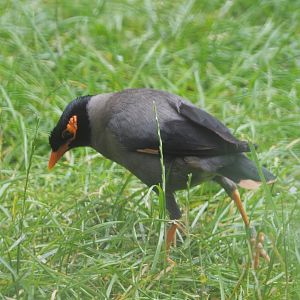 Bank myna (Acridotheres ginginianus), 2020-07-14