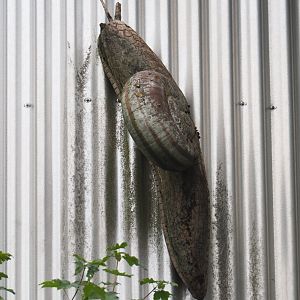 Giant snail model on the staircase tower of the tree top walk, 2020-07-14